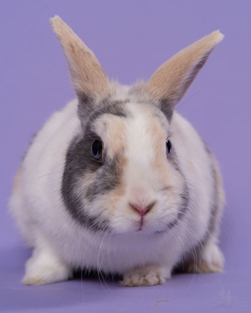 Jeugdy